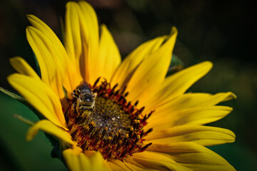 Sunflower with Bee