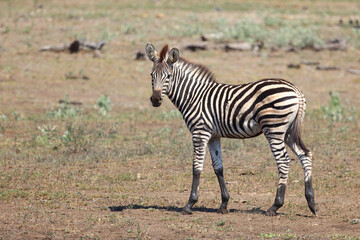 Steppenzebra / Burchell's zebra / Equus quagga burchellii.