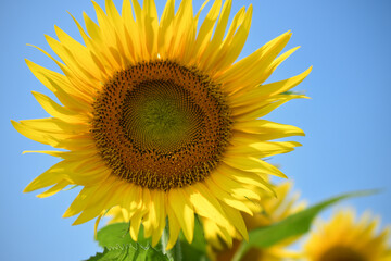 Sunflower with Bee