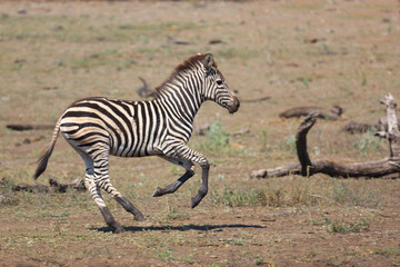 Steppenzebra / Burchell's zebra / Equus quagga burchellii..