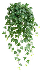 Fototapeta premium PNG Lush hanging ivy plant decor