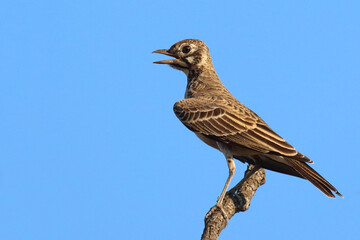 Fototapeta premium Drossellerche / Dusky lark / Pinarocorys nigricans