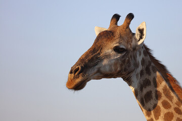 Giraffe / Giraffe / Giraffa camelopardalis