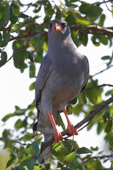 Graubürzel-Singhabicht oder Kleiner Singhabicht / Dark chanting goshawk / Melierax metabates