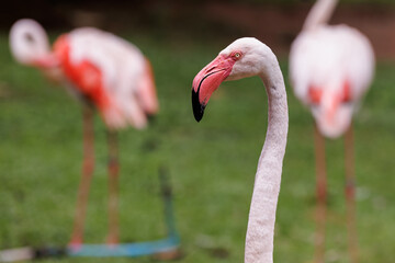 close up of pink flamingo