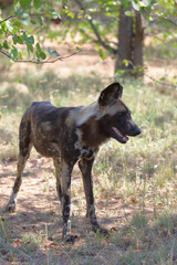 Schwarzfersenantilope / Impala / Aepyceros melampus