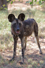 Schwarzfersenantilope / Impala / Aepyceros melampus