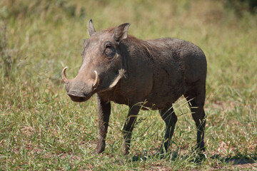 Warzenschwein / Warthog / Phacochoerus africanus..