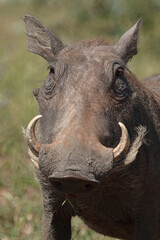 Warzenschwein / Warthog / Phacochoerus africanus..