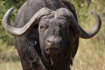 Naklejka premium Kaffernbüffel / African buffalo / Syncerus caffer