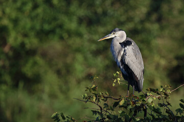 Afrikanischer Graureiher / Grey heron / Ardea cinerea