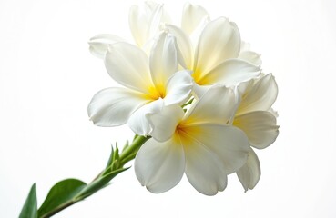 Naklejka premium Close-up of plumeria flower on white background. Frangipani bloom with white petals, yellow center. Tropical blossom. Floral design element for spa, cosmetics, aromatherapy products. Summer vacation,