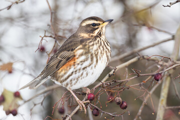 juvenile Redwing Turdus iliacus in hawthorn bush in winter in Greifswald, Germany