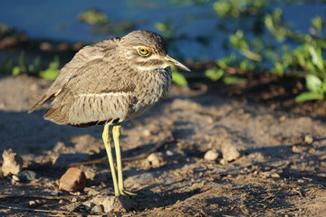Wassertriel / Water thick-knee / Burhinus vermiculatus.