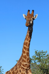 Giraffe / Giraffe / Giraffa camelopardalis