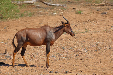 Leierantilope oder Halbmondantilope / Common tsessebe / Damaliscus lunatus
