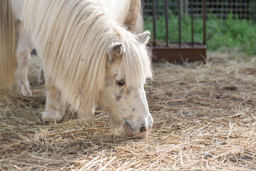 A white pony with a long, flowing mane grazes on dry hay in a fenced enclosure. Sunlight highlights...