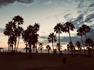 Obraz premium Venice Beach Sunset With Palm Trees