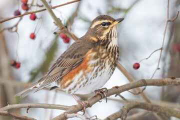 adult Redwing Turdus iliacus hawthorn in winter in Greifswald, Germany
