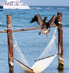 Obraz premium Pelican and hammock, Cozumel, Mexico