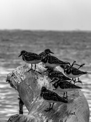 A dead tree on the shore with seabirds
