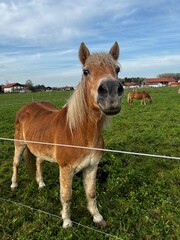 Obraz premium horse in the field