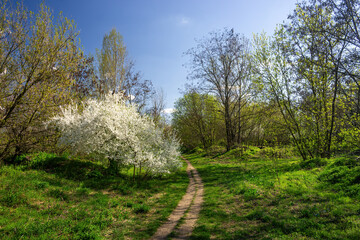 Dirt road crosses a green meadow with a blooming tree in a spring forest under blue sky