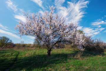 Beautiful flowering plum tree growing in meadow on sunny spring day with blue sky and white clouds