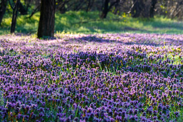 Obraz premium Meadow covered with purple flowers in spring morning sunlight