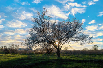 Sun shining through branches of blossoming tree in meadow at sunset, creating picturesque scenery