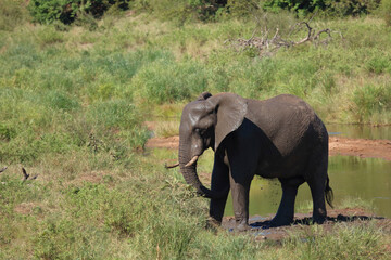 Fototapeta premium Afrikanischer Elefant / African elephant / Loxodonta africana