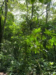 forest in the morning