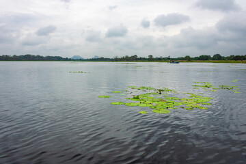  Lotus leaves on the Hiriwadunna lake, Sigiriya, Sri Lanka