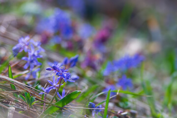 Beautiful blue scilla flowers growing in a spring forest, creating a vibrant and colorful scene
