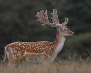 A herd of fallow deer grazing peacefully in a meadow, surrounded by lush greenery. Their spotted coats and elegant antlers create a harmonious wildlife scene, perfect for nature and conservation theme