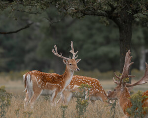 A herd of fallow deer grazing peacefully in a meadow, surrounded by lush greenery. Their spotted coats and elegant antlers create a harmonious wildlife scene, perfect for nature and conservation theme