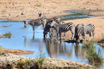 Steppenzebra / Burchell's zebra / Equus quagga burchellii