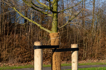 Tree protection in a park with burlap and wooden supports