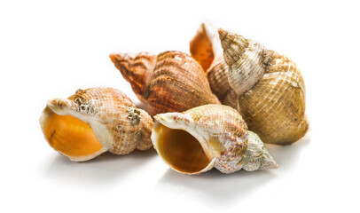 Sea snail, shell of raw whelk, sea snails bulot. Bulots isolated on white background, macro shot. French delicatessen, seafood. Empty seashell of Buccinum undatum.
