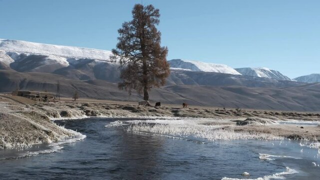 Fast-moving stream of narrow river runs along frozen banks on sunny day. Mountain landscape of autumn nature with melting ice islands and frosted grass in highland. Altai