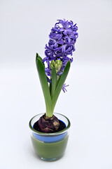 hyacinth plant in a pot with blue flowers on a background