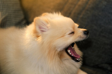  Pomeranian Dog Yawning on Couch