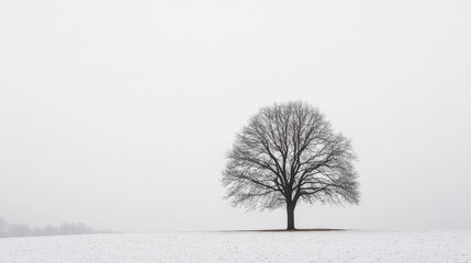 isolated deciduous tree on a white background