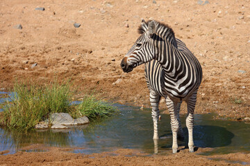 Steppenzebra / Burchell's zebra / Equus quagga burchellii