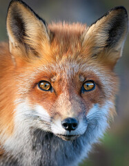 Fototapeta premium The gaze of a fox