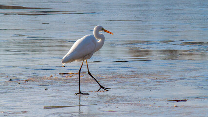 great blue heron