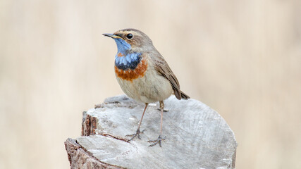 robin on a branch