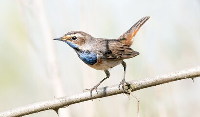 robin on a branch