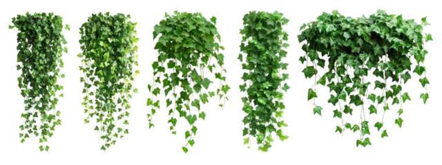 PNG Lush cascading green foliage, element set on transparent background