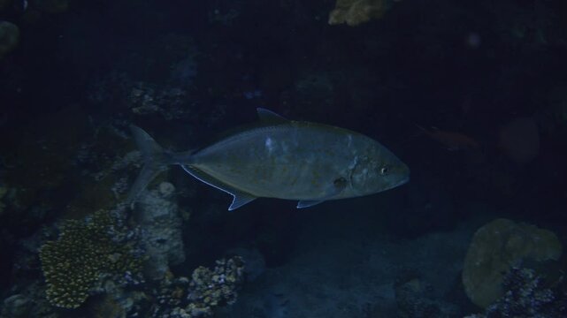 Orangespotted trevally (Carangoides bajad), Red Sea. Video footage